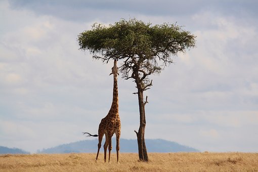 Giraffe Giraffe