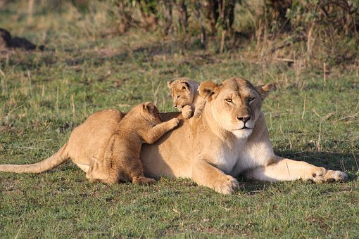 Lioness and cubs Lion
