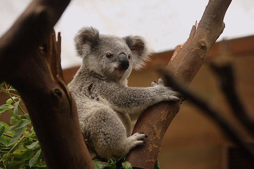 Koala Bear Koala bear