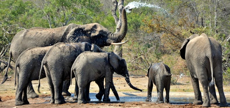 Elephants in Kruger National Park