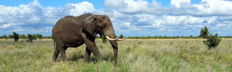 Elephant in Kruger National Park