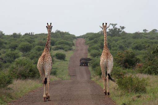 Giraffe in Kruger National Park