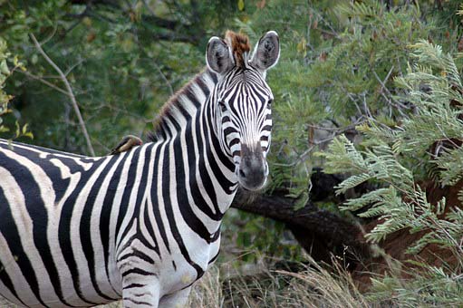 Zebra in Kruger National Park