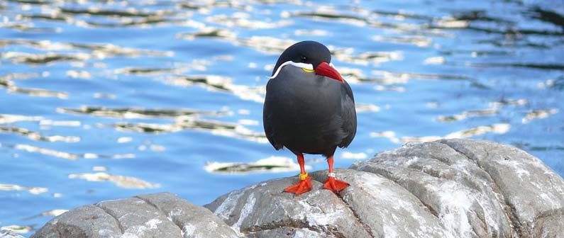 Living Coasts, Devon