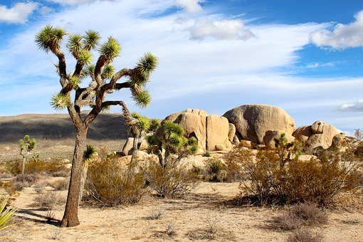 Mojave Desert