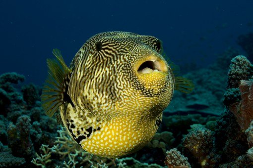 Mozambique puffer fish