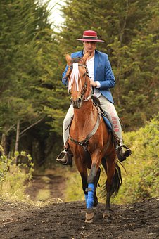 Peruvian Paso horse