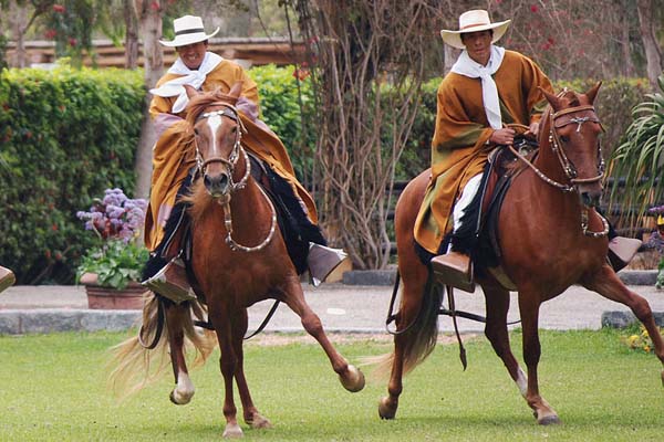 Peruvian Paso