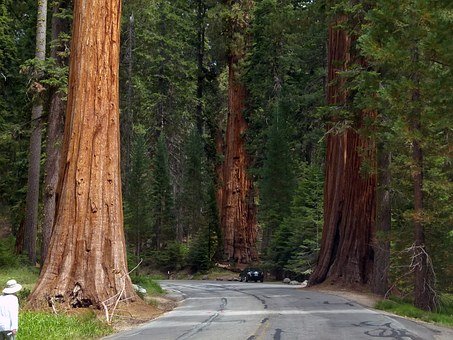 Sequoia National Park Sequoia National Park