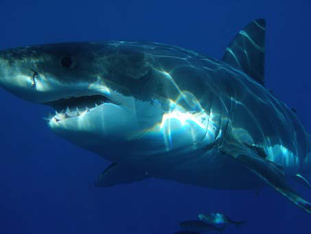 Great white shark