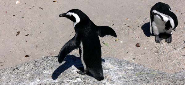 African penguins at Boulders Beach, Simon's Town