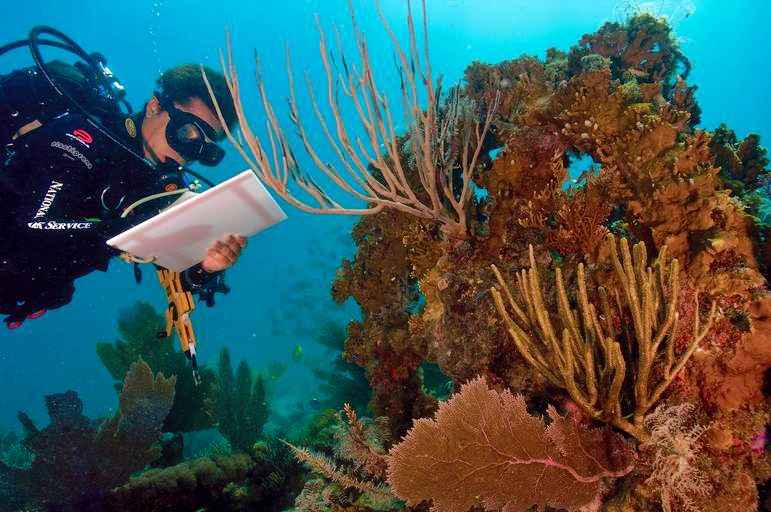 Diving in St. Croix, US Virgin Islands, Caribbean