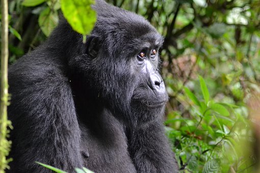 Gorilla