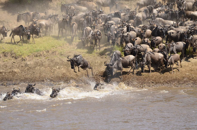 Wildebeest in Great Migration, Masai Mara, Kenya