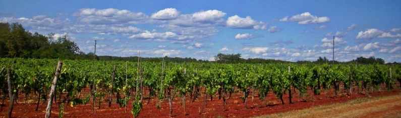 Croatia vineyard Vineyard in Croatia