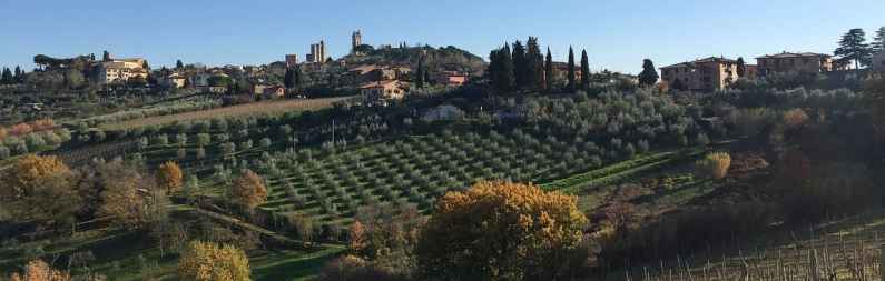 Vineyard in Tuscany Tuscany vineyard