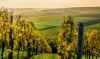 European wine tour destinations