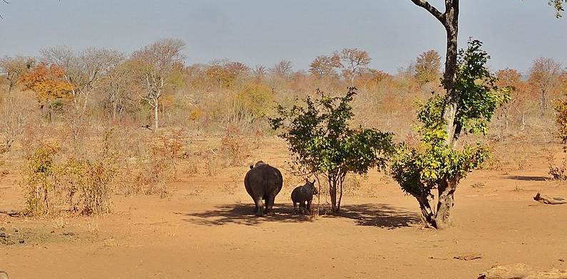 Rhino in Victoria Falls National Park