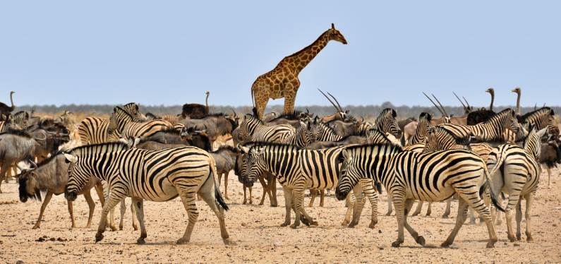 Zebras and giraffe