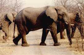 Elephant