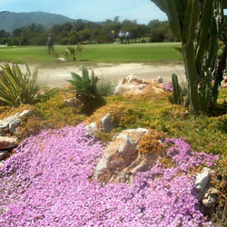 Golf Views