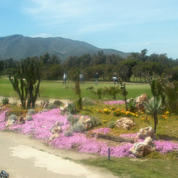 Golf Views