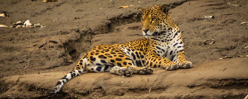 jaguar