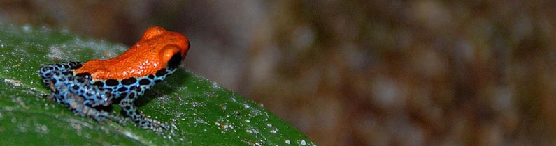 Red-backed poison frog