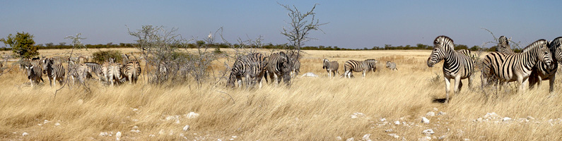 On safari