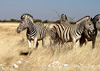 On safari