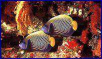 Aqaba - Red Sea