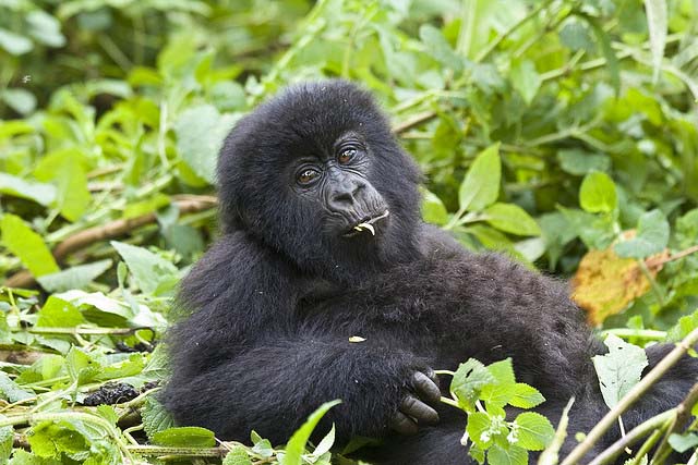 Gorilla in the Congo