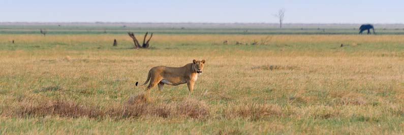 Empty African plains