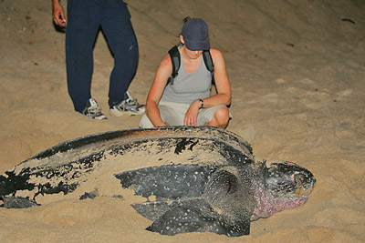 Leatherback sea turtle