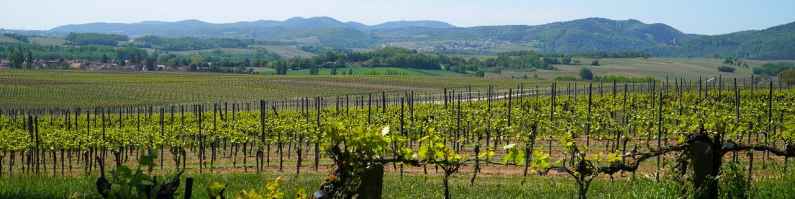 Vineyard Winery vineyard
